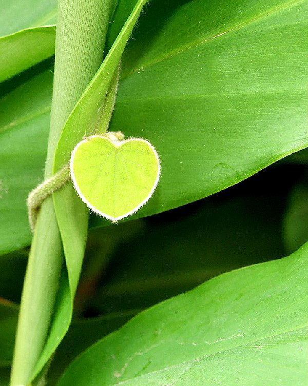 amor-natural
